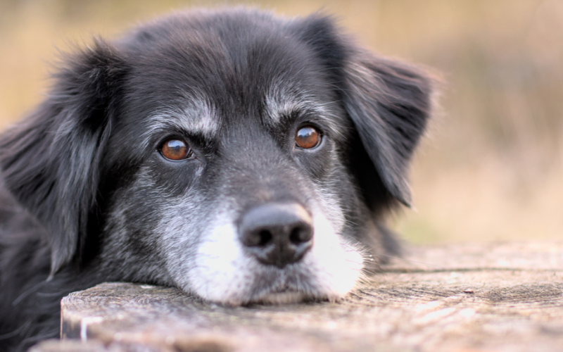 Post-Surgery Pet Care: How Virtual Follow-Ups Can Aid Recovery